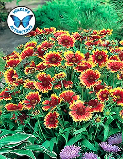 New Launched Organic Flower Seeds