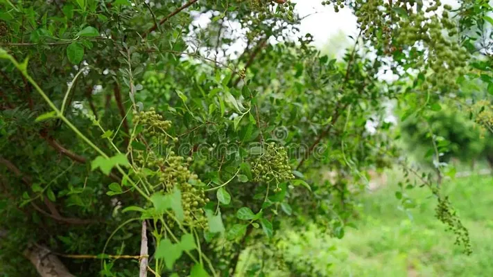 Henna Plant | Mehendi Plant | Plants of Rajasthan | Desert Plants | Goranti